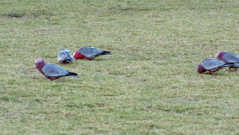 A-group-or-flock-of-Australian-pink-and-grey-galah's-looking-for-food-on-the-green-grass