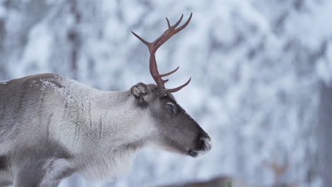 Slowmotion-of-a-reindeer-turning-head-away-in-snowy-forest-at-Lapland-Finland