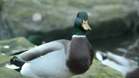 Mallard-duck-quacks-and-looks-around