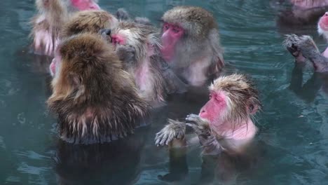 Affen-Onsen,-Video-Aufgenommen-In-Hakodate-–-Februar-2019-Nahaufnahme-Einer-Gruppe-Affen,-Die-Sich-Bei-Der-Untersuchung-Der-Heißen-Quellen-Amüsieren