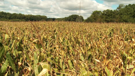 Gernal-farm-clips-of-corn