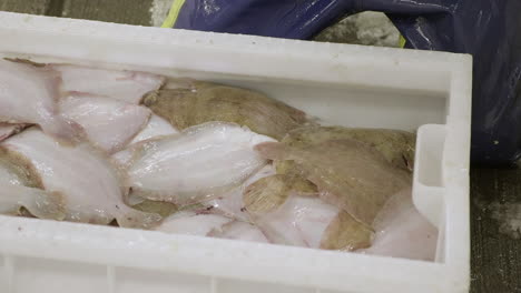 Fresh-plaice-being-sorted-by-hands-wearing-blue-rubber-gloves-in-Fraserburgh-harbour-fish-market,-Aberdeenshire,-Scotland