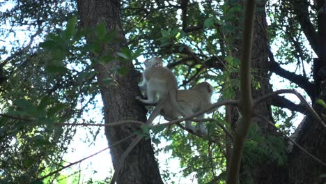 Slowmotion-of-Two-Young-Wild-African-Monkeys-Sitting-in-a-Tree
