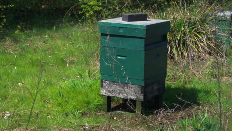 Aufnahmen,-Die-Einen-Nationalbienenstock-Von-Hinten-Zeigen,-Können-Sie-Sehen,-Wie-Bienen-Von-Vorne-Hereinkommen