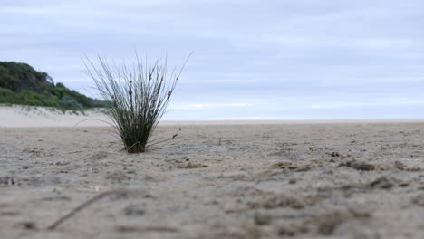 Eine-Sanfte-Brise-Weht-über-Einen-Grashaufen-An-Einem-Sandstrand-In-Der-Nähe-Des-Meeres