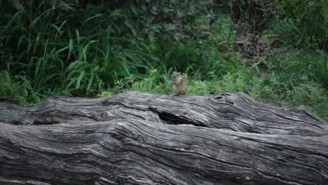 Slomo-Eines-Kleinen-Eichhörnchens,-Das-Auf-Einem-Toten-Baum-Sitzt-Und-Frisst