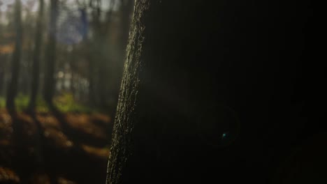 Filmischer-Zeitraffer-Von-Nebel-Um-Einen-Baum-In-Einem-Wald-Bei-Sonnenuntergang