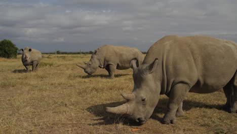 Endangered-female-Northern-White-Rhinoceros-in-Ol-Pejeta,-Kenya