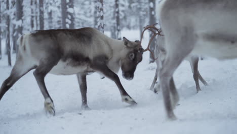 Slowmotion-of-two-reindeer-fighting-with-their-antlers-when-trying-to-show-dominance-and-protect-their-grounds