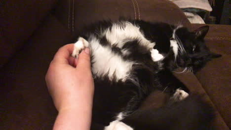 Maine-Coon-Katze-Liegt-Schlafend-Auf-Der-Couch