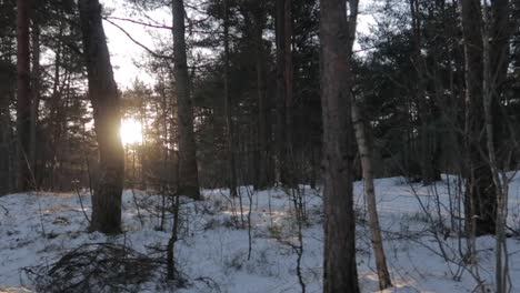 forest-in-winter-covered-in-snow-with-sunset-shining-through-the-trees-and-branches,-tracking-right-shot