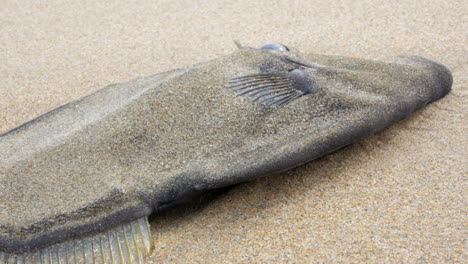 Dead-leatherjacket-fish-washed-up-on-an-Australian-ocean-beach