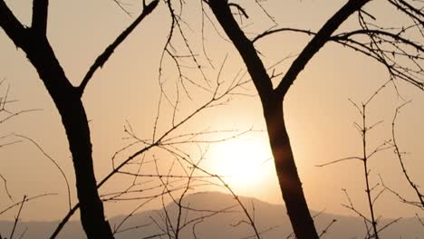 Strahlende-Sonne-Zwischen-Getrocknetem-Baum