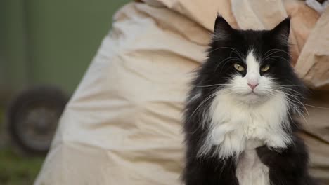 Long-haired-black-and-white-cat