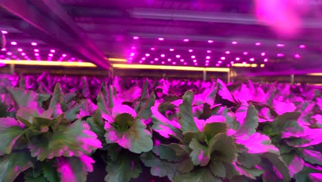 Flowers-growing-under-purple-UV-light