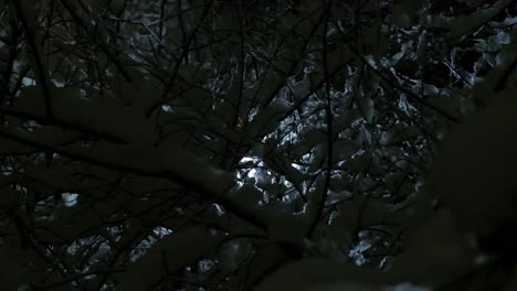 Bäume-Mit-Schnee-In-Zeitlupe