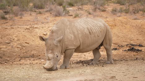 Un-Gran-Rinoceronte-Oliendo-El-Suelo