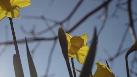Daffodil-against-a-blue-sky-blowing-in-gentle-breeze-slow-motion