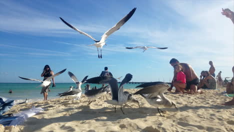 A-Flock-Of-Seagulls-Being-Fed-Eating-By-A-Little-Girl-And-Her-Father-On-The-Busy-Beach-In-Mexico-On-A-Sunny-Day