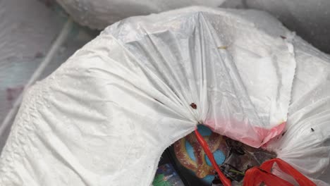 Bug-Crawling-on-a-Pile-of-Trash-Bags-of-Household-Waste