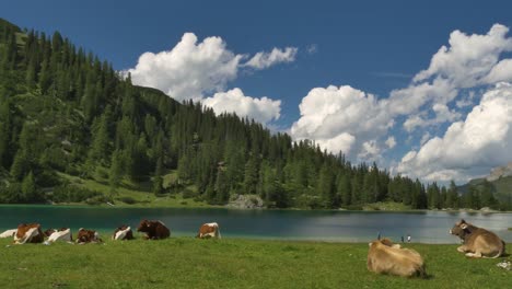 Mittlere-Aufnahme-Von-Kühen,-Die-An-Einem-Seeufer-In-Tirol,-Österreich,-Liegen