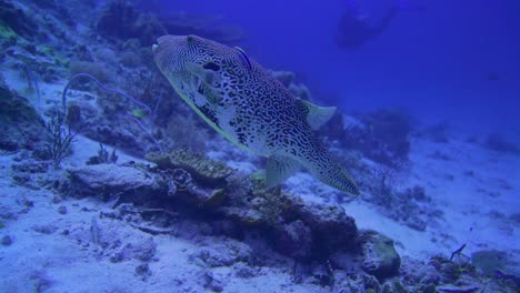 puffer-fish-resting-on-the-sea-floor-but-gets-scared-and-swims-away-with-its-small-fins