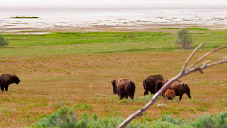 A-herd-of-buffalo-or-bison-walk-around-in-a-green-meadow-with-their-kids-in-the-springtime