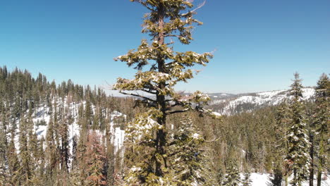 Ascending-Aerial-shot-up-a-evergreen-fir-tree-in-the-winter-with-snow-covered-mountains-and-forest-in-the-background