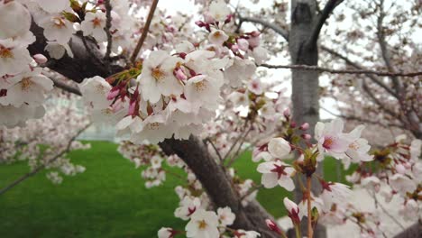 Wunderschöne-Rosa-Frühlingsblüten,-Die-In-Zeitlupe-Im-Wind-Auf-Einem-Baum-Winken