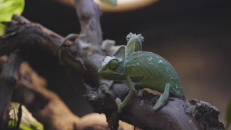 Two-Veiled-Chameleons-in-their-terrarium-standing-on-a-branch-in-slow-motion