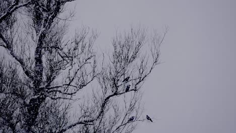 crow-on-tree-in-winter-wonderland