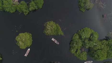 Luftaufnahme-Von-Panga-Booten-Mit-Touristen,-Die-Eine-Vogelkolonie-In-Der-Mangrove-La-Ventanilla,-Oaxaca,-Beobachten