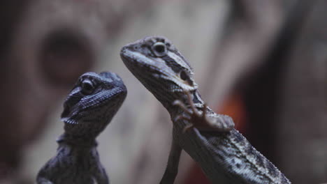 Two-Bearded-Dragons-looking-out-of-their-terrarium-in-slow-motion