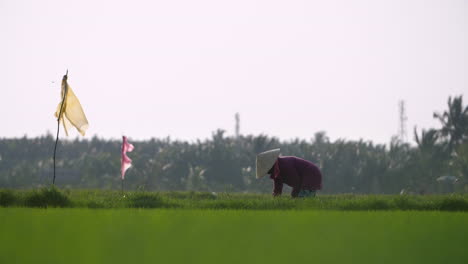 Una-Trabajadora-Agrícola-Tradicional-Cosecha-Arroz-A-Mano-En-El-Arrozal-De-Vietnam