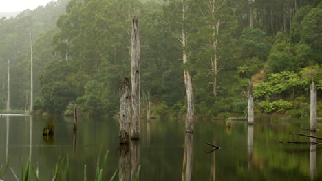 Wunderschöner-Lake-Elizabeth-Im-Regenwald-Nationalpark-Der-Otway-Ranges,-Victoria,-Australien