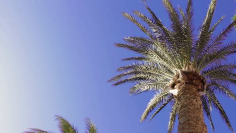 Hot-summer-sunshine-with-palm-tree-and-blue-sky