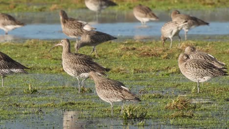 A-group-of-curlews-resting-and-feeding-on-a-flooded-field-at-Caerlaverock-wetland-centre-South-West-Scotland