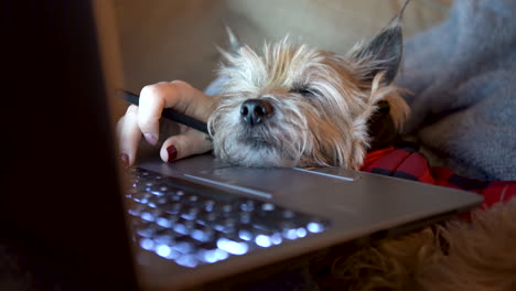 Hund-Schläft-Auf-Laptop-Ein