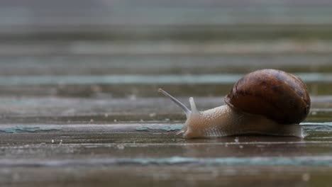 A-garden-snail-on-a-timber-deck-during-the-rain-CLOSE-UP