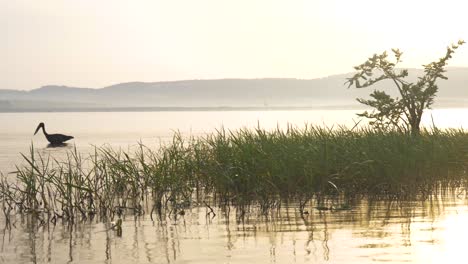 Ein-Afrikanischer-Openbill-Storch-Watet-Im-Lake-Victoria-Mit-Der-Aufgehenden-Sonne-Im-Hintergrund