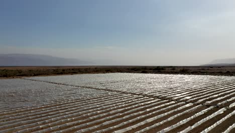 Flying-over-large-plant-field-under-small-protective-plastic-greenhouses,-hard-sun-reflection-from-the-plastic,-desert-field,-drone-shot-forward-fly