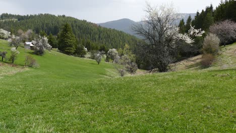 High-mountain-meadow---early-spring