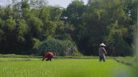 Zwei-Traditionelle-Landarbeiterinnen-Ernten-Reis-In-Bio-Reisfeldern-In-Asien