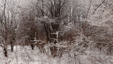 A-cloudy-snowy-winter-afternoon-of-frozen-trees,-bushes-and-plants-alongside-a-snow-covered-path-in-nature