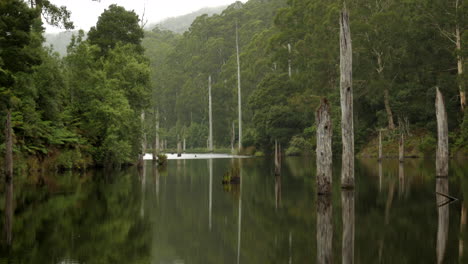 Beautiful-Lake-Elizabeth-located-in-the-Otway-Ranges-Rain-Forest-National-Park,-Victoria-Australia