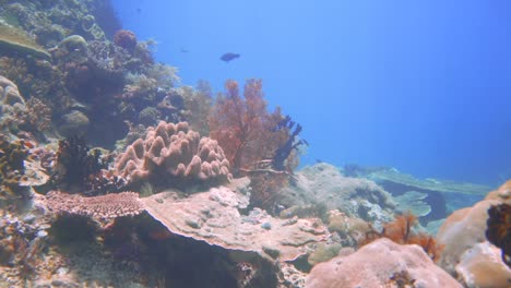 Deslizándose-Por-Un-Arrecife-De-Coral-Con-Mucha-Diversidad