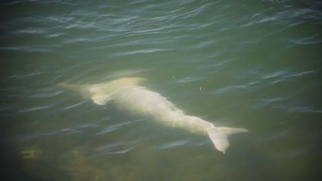 River-dolphin