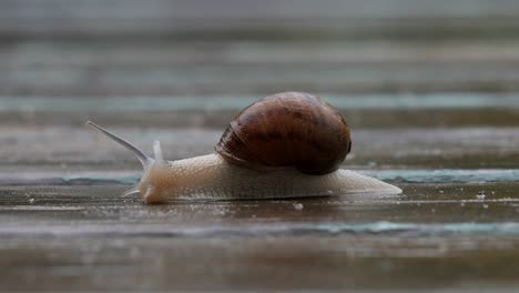 A-garden-snail-moving-from-right-to-left-on-a-wet-timber-deck-CLOSE-UP