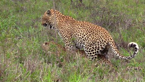 Leopardos-Apareándose-En-El-Desierto-Del-Gran-Kruger