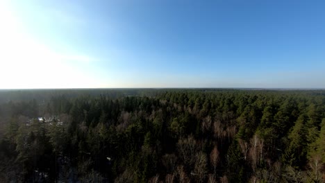 Slow-aerial-view-of-an-endless-spruce-forest-and-clear-blue-sky-during-winter-season,-Poland